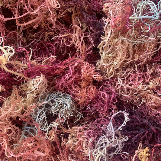WHOLESALE Rainbow Sea Moss