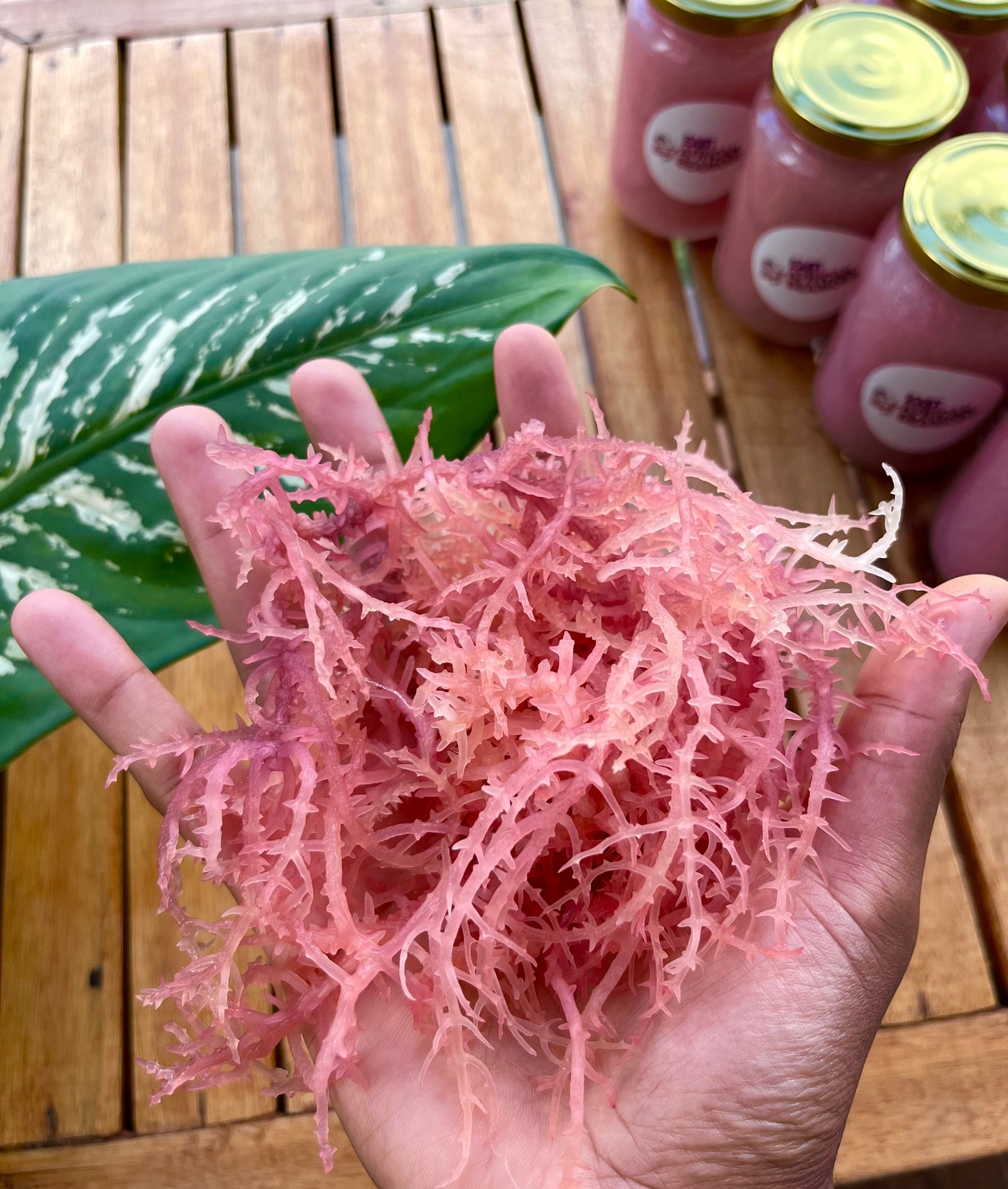 RAW Rainbow/Purple Sea Moss (4 oz.)